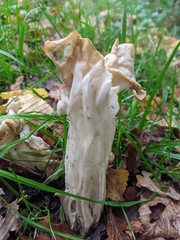 Helvella crispa