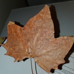 Magnoliopsida