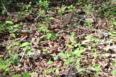 Nothofagus obliqua