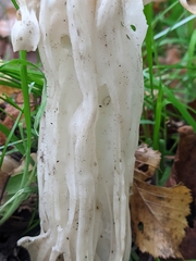 Helvella crispa