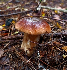 Boletus pinophilus
