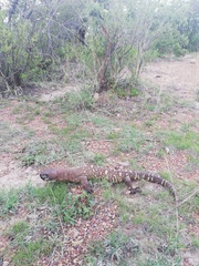 Heloderma horridum