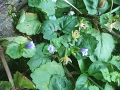 Torenia