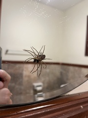 Heteropoda
