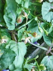 Torenia