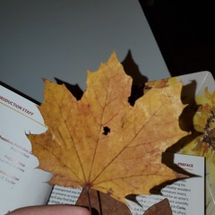 Acer platanoides