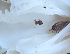 Dicyrtomina