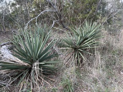 Yucca torreyi