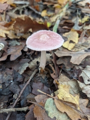 Mycena rosea