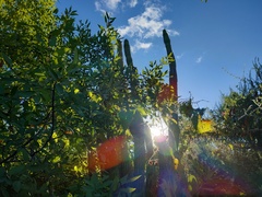 Stenocereus thurberi