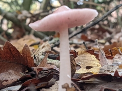 Mycena rosea