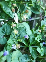 Torenia