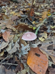 Mycena rosea