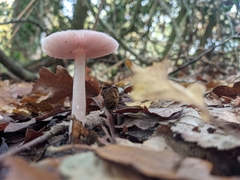 Mycena rosea