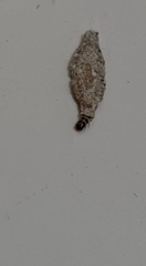Phereoeca