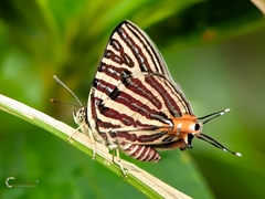 Cigaritis lohita
