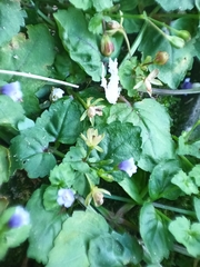 Torenia