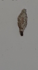 Phereoeca