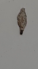 Phereoeca