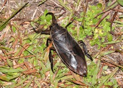 Lethocerus