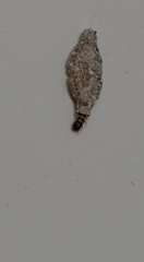 Phereoeca