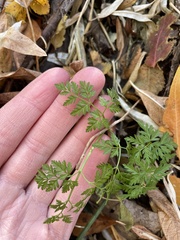 Chaerophyllum procumbens
