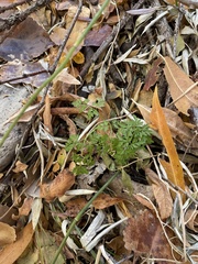 Chaerophyllum procumbens