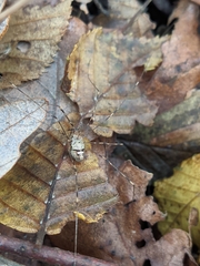 Dicranopalpus