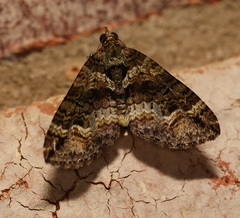 Crasilogia gressitti