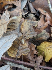 Dicranopalpus