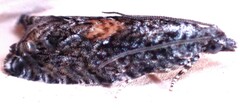 Epinotia nisella