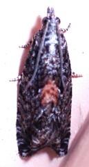 Epinotia nisella