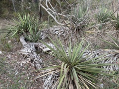 Yucca torreyi