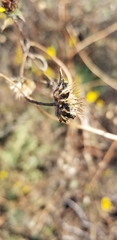 Helianthus exilis