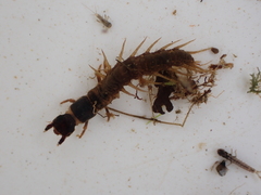 Archichauliodes diversus