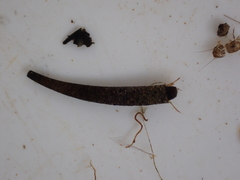 Pycnocentria evecta