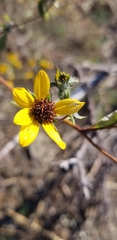 Helianthus exilis