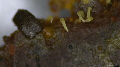 Mucronella calva