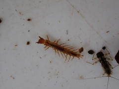 Archichauliodes diversus