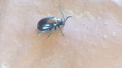 Macrohaltica transversa