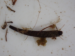 Pycnocentria evecta