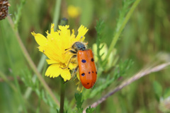 Trichodes octopunctatus