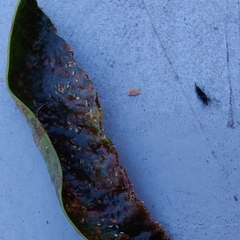 Klambothrips myopori