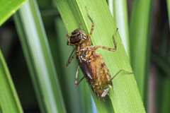 Hydrobasileus brevistylus