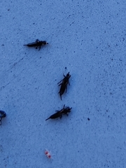 Klambothrips myopori