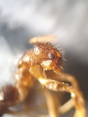 Nylanderia jaegerskioeldi