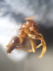 Nylanderia jaegerskioeldi