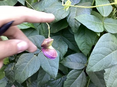 Phaseolus vulgaris