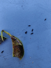 Klambothrips myopori