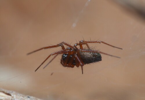 Trichoncus trifidus